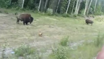 Un pitbull desafía a un bisonte y sale mal parado