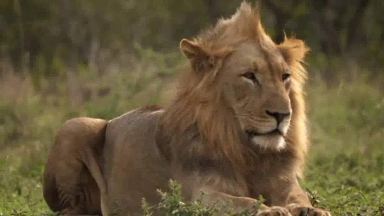 Tour into the heart of Africa: a journey through the forests of amazing animals