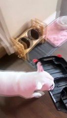 Bull Terrier Pup Has Decided This Toolbox is His