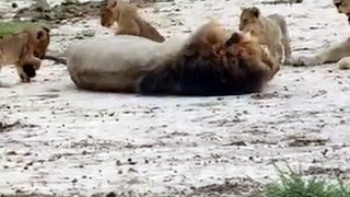Male Lions Patience Tested By Playful Cubs