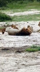 Male Lions Patience Tested By Playful Cubs