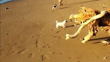 Beach vibe with Furbabies