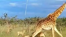 الزرافة/giraffe