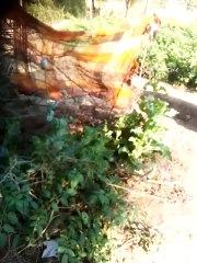 Top Nurture and View Video 🌟