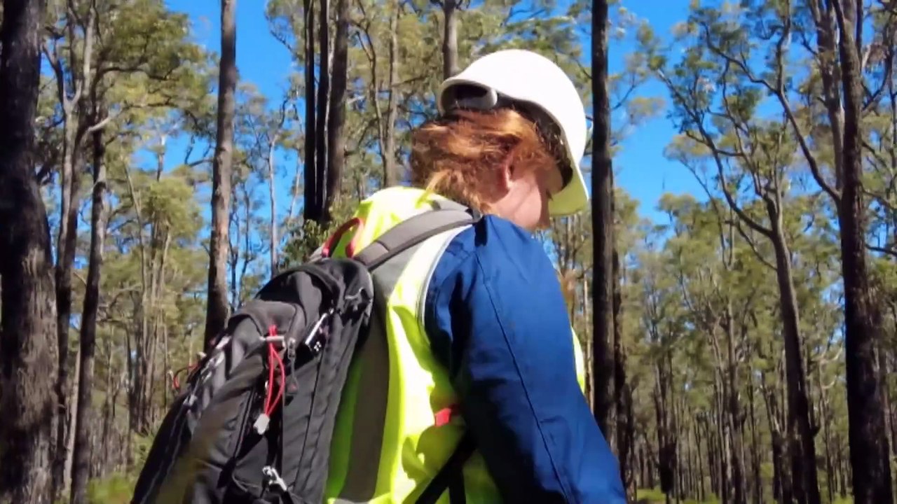 Scientists utilise new eco-acoustic technologies to better understand forests