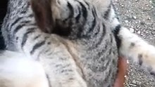 pusa namin