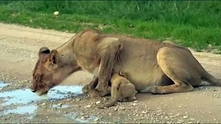 Adorable Moment A Lioness And Her Cute Cub Quenching Their Thirst