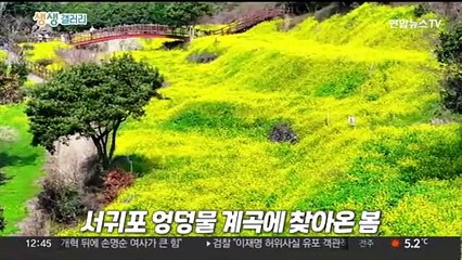[생생갤러리] 서귀포 엉덩물 계곡에 찾아온 봄 外