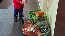 Smart and Cute Dog❤️
