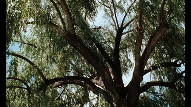 LES AMANTS DU PONT-NEUF Film Extrait - Le portrait - Avec Juliette Binoche et Denis Lavant