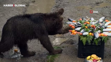 Yürekleri ısıtan anlar: Yavru ayılara doğum günü sürprizi yapıldı