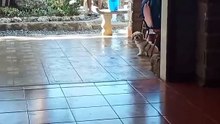 Looks like Clarky!