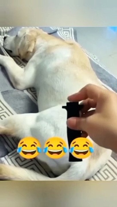 Funny and entertaining scenes