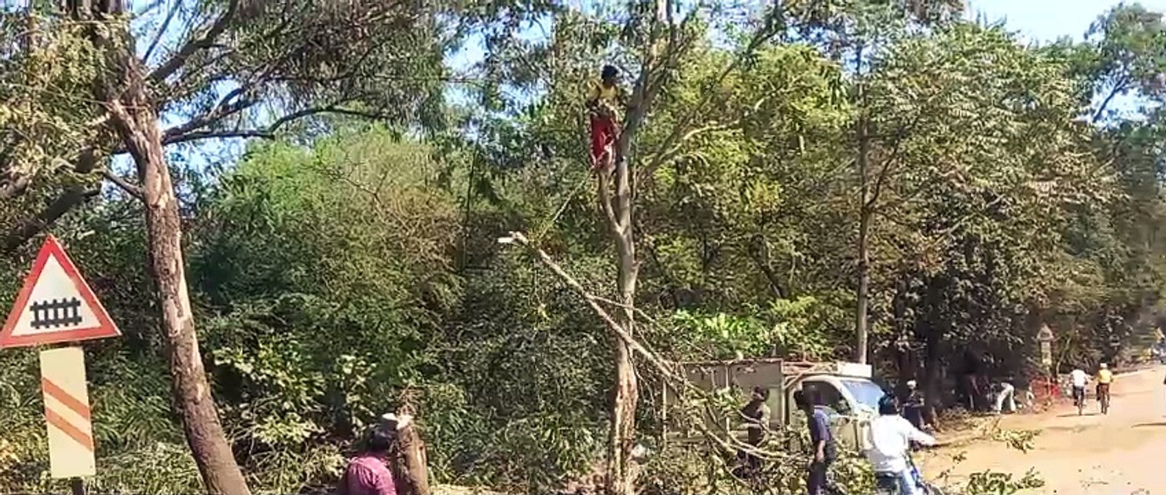 बिना इजाजत हरे पेड़ काटे, जड़ तक उखाड़ ली - देख...