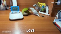 Funny Parrot Videos Compilation | PARROT TALKING