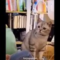 Funniest Cats  - Don't try to hold back Laughter  - Funny Cats Life