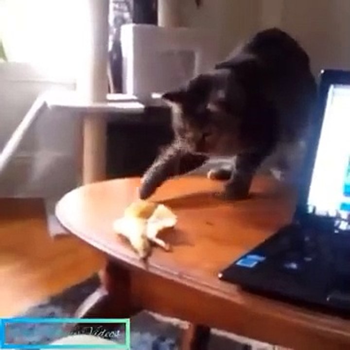 Funniest Cats  - Don't try to hold back Laughter  - Funny Cats Life