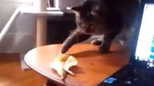 Funniest Cats  - Don't try to hold back Laughter  - Funny Cats Life