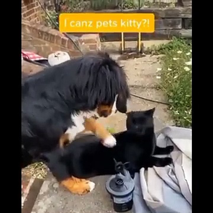 Funniest Cats  - Don't try to hold back Laughter  - Funny Cats Life