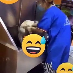 Funniest Animals  - Best Of The 2026 Funny Animal Videos  - Cutest Animals Ever