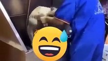 Funniest Animals  - Best Of The 2026 Funny Animal Videos  - Cutest Animals Ever