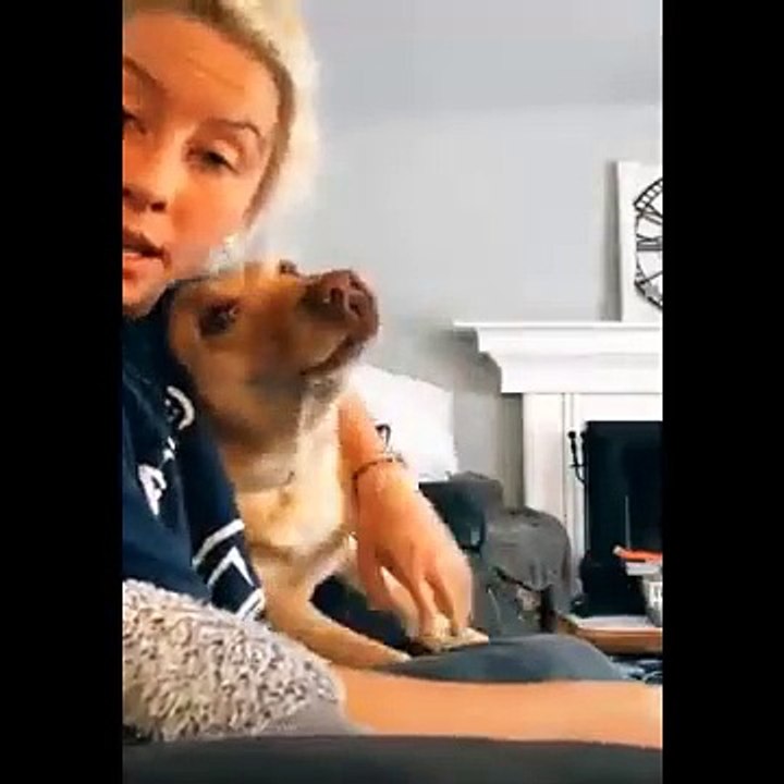 Funniest Animals  - Best Of The 2024 Funny Animal Videos  - Cutest Animals Ever