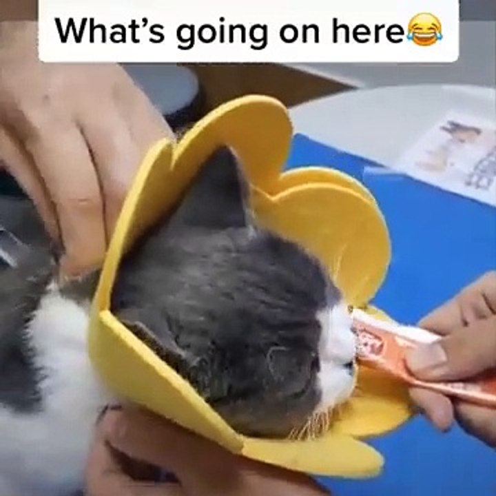 Funniest Animals  - Best Of The 2024 Funny Animal Videos  - Cutest Animals Ever