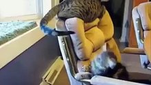 Funniest Cats  - Don't try to hold back Laughter  - Funny Cats Life