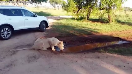 アフリカのサファリ旅行がひどく失敗したときのトップ回