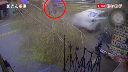 嘉義市文化路夜市小葉欖仁樹突然倒塌，路人險遭砸中！🌳