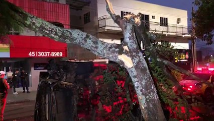 Amarok tomba após atingir árvore na Avenida Toledo