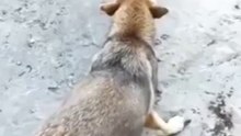 Funny dog videos