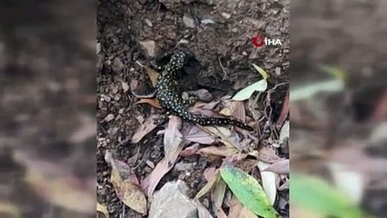 Bitlis'te görüntülendi | Nesli tükenmek üzere, nadiren bulunuyor!