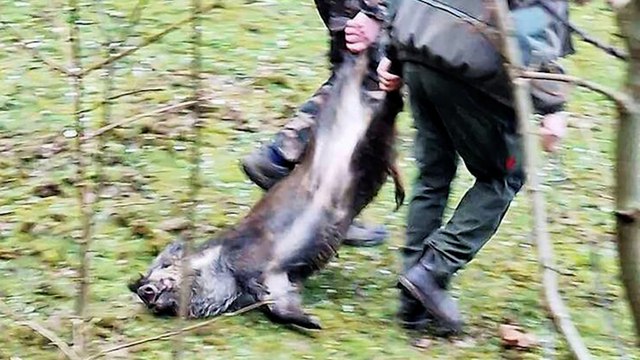 « Les enfants l’ont vu agoniser » : l’abattage de sangliers devant un immeuble choque les habitants de l’Oise