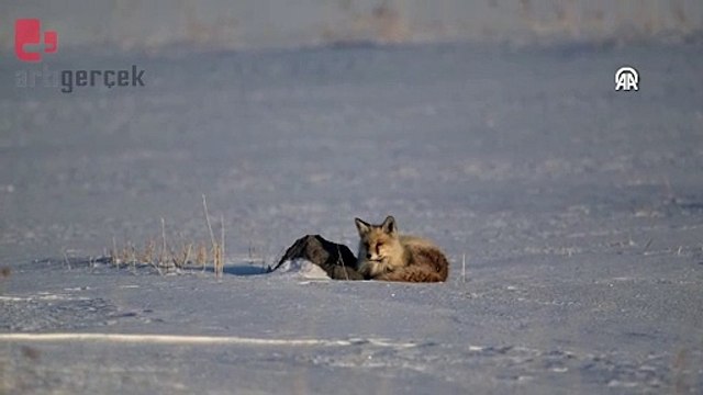 İlkbaharda beyaza bürünen Kars'ta tilkilerin yiyecek arayışı görüntülendi