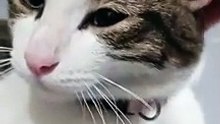 Sleepy cat