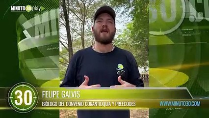 Tras más de un año de recuperación y rehabilitación, búho real regresó a su hábitat natural