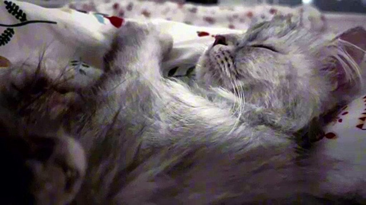 ASMR Cat