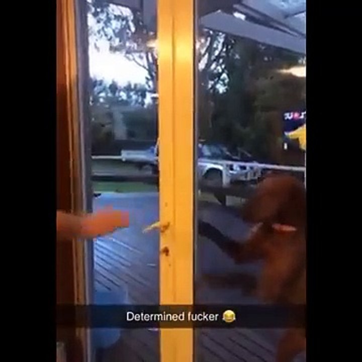 Funniest Animals  - Best Of The 2026 Funny Animal Videos  - Cutest Animals Ever