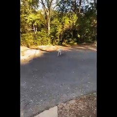 Funniest Animals  - Best Of The 2026 Funny Animal Videos  - Cutest Animals Ever