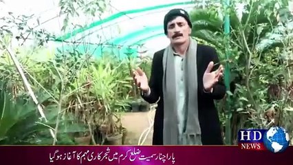 پارا چنار سمیت ضلع کرم میں شجرکاری مہم کا آغاز ہوگیا | hdnewskharian