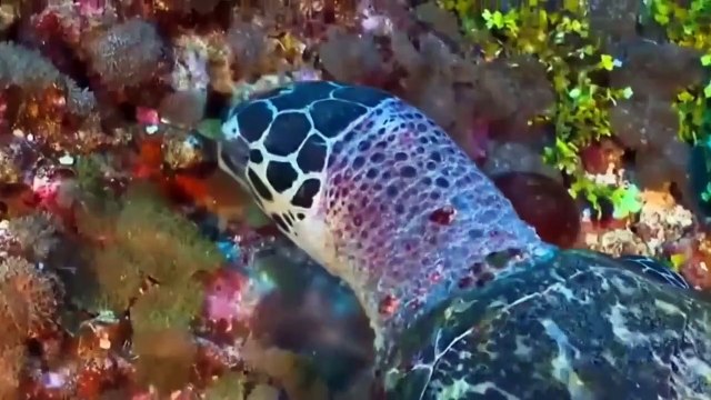 Sinh vật có cơ thể như thủy tinh