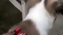 pooper dog