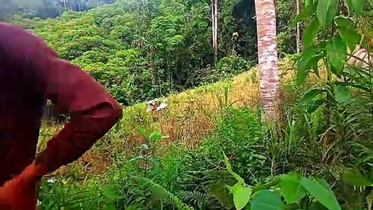 panen padi
