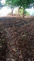 roving sa tabing dagat