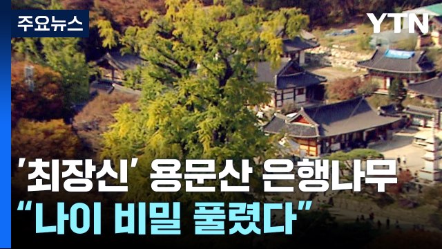 한국에서 가장 큰 은행나무 나이 비밀 풀렸다 / YTN