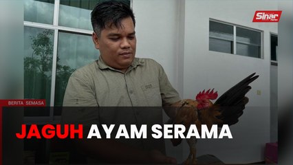 Ditawar RM25,000 untuk jual ayam serama Yellow MG