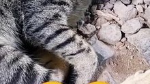 sleeping cat