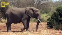Elephants - हिन्दी डॉक्यूमेंट्री, Wild Africa _ Wildlife documentary in Hindi