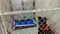 Old film❤️Shadow 9y A410794 Lab Retriever with Lots of Big Smiles kennel 224 Pima Animal Care Center❤️4000 N. Silverbell Tucson AZ 520-724-5900 on 3-2-2017adopted3-11-2017old film